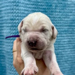 Boy 3 - male Goldendoodle puppy in Antelope, Oregon from High Desert Family Doodles