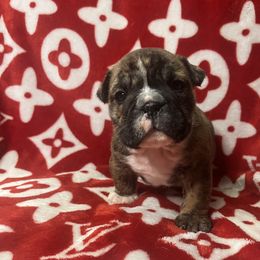 Bulldog Puppies from Freeway Bulls