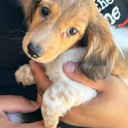 Magic - Dapple male Dachshund puppy in Los Lunas, New Mexico from Poker Paws Dachshunds by Chelsy