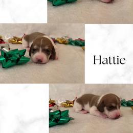 Girl 2 - Fawn (isabella) and cream female Dachshund puppy in Saint Paul, Minnesota from Vibrant Eyes Doxies