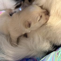 Elvis - Cream and white male Chihuahua puppy in Brooksville, Florida from Daystars Chihuahuas