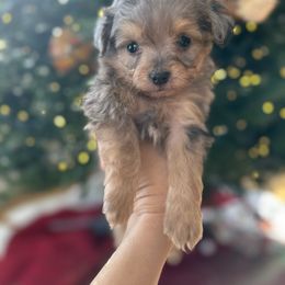 Tiny Jack - Blue merle male Aussiedoodle puppy in Kalamazoo, Michigan from Creekside Ranch