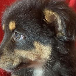 Ebony - Black tri Miniature Australian Shepherd puppy in Granbury, Texas from Jubilee Acres
