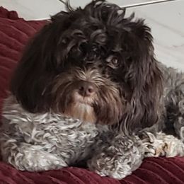 Gigi - Havanese