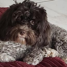 Gigi - Havanese
