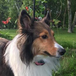 Shelby - Shetland Sheepdog