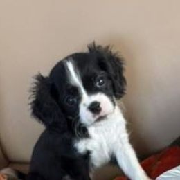 Oreo - Black and white female Cavalier King Charles Spaniel puppy in Melbourne, Florida from Majestic Cavaliers of Melbourne FL