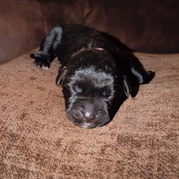 Female 3 - Black female Cane Corso puppy in Jasper, Alabama from C&M Cane Corso