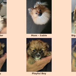 Pomeranians from Pom Fam