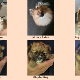 Pomeranians from Pom Fam