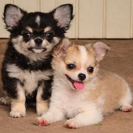 Chihuahua Puppies from Hart's Chihuahuas