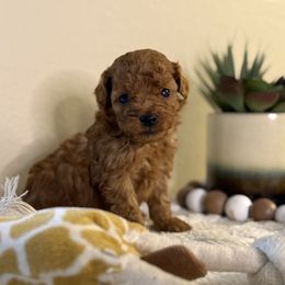 Red Boy - Red  male Goldendoodle puppy in Colorado Springs, Colorado from Simply Mini Goldendoodles