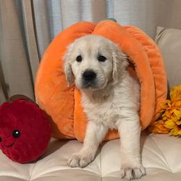 Lilly - Light golden female Golden Retriever puppy in Ennis, Texas from Amberidge Golden Retrievers