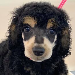 Poodles from Piva’s Prestige Miniature Poodles