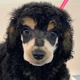 Poodles from Piva’s Prestige Miniature Poodles