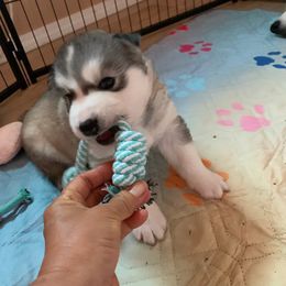 Siberian Husky Puppies from Canace Siberians