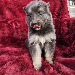 Lazuli - Blue female German Shepherd puppy in Los Lunas, New Mexico from Mali's German Shepherds