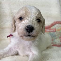 California aka Cali - Parti female Goldendoodle puppy in Cleveland, Georgia from The O.G. Doodles