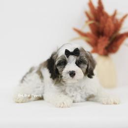 Ace (Brown Collar Boy) - Merle male Cavapoo puppy in Republic, Missouri from Red Skye Puppies