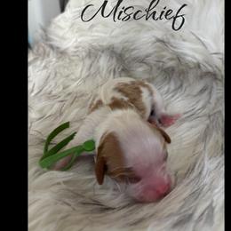 Boy 2 - male Cavalier King Charles Spaniel puppy in Mystic Islands, New Jersey from Mystic Cavaliers LLC
