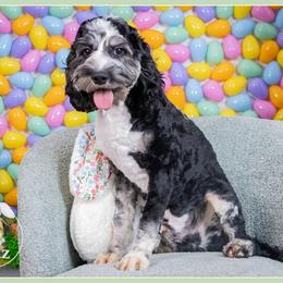 Lucas - Merle male Cockapoo puppy in Connersville, Indiana from Deaz Doodle Ranch