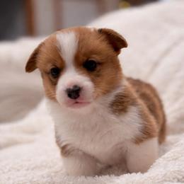 Finn - Red male Pembroke Welsh Corgi puppy in Beggs, Oklahoma from Blue Diamond Corgi’s