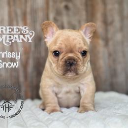 Three's Company, Chrissy Snow - Cream female French Bulldog puppy in Salem, Oregon from Toy House Frenchies