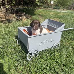 Mack- Red - Liver and white male German Shorthaired Pointer puppy in Union Hall, Virginia from Rustic Creek Farms