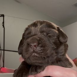 Franklin - Chocolate male Labrador Retriever puppy in Cleveland, Ohio from Brookside Labrador Retrievers