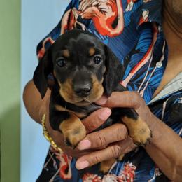 Mini Me - Black and tan female Dachshund puppy in Windom, Minnesota from Wyrmhund Dachshunds