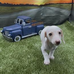 Isabella based red extreme piebald smooth male - Piebald male Dachshund puppy in Killeen, Texas from Southern Dachshunds