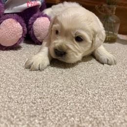 Andi - Light golden female Golden Retriever puppy in Grant County, Indiana from On The Sunny Side Pavey Farms