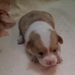 Matilda - Red female Pembroke Welsh Corgi puppy in Gaffney, South Carolina from Battlefield Kennels