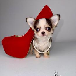 Peeps 8,000 - Black sabled fawn female Chihuahua puppy in Naples, Florida from Naples Tiny Dogs