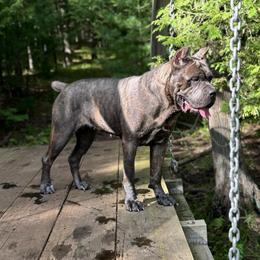 Cersei - Cane Corso