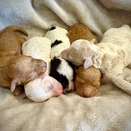Goldendoodle Puppies from Wish Locket Pups
