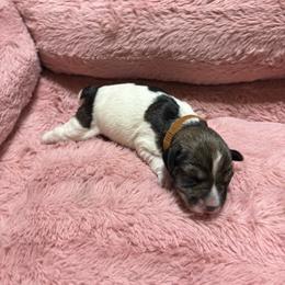 Sprinkles (brown collar ) - Parti male Miniature Schnauzer puppy in Chicago, Illinois from Cuddly Cutts Pets