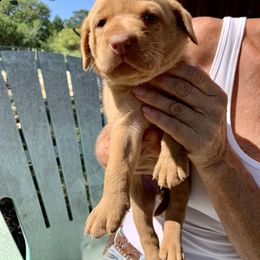 Labrador Retriever Puppies from The Sugar & Spice Ranch Labrador Retrievers
