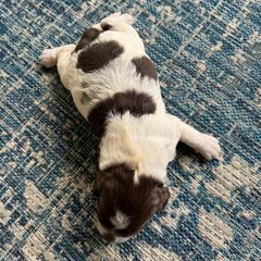Boy 3 - Liver and white male Springerdoodle puppy in Reddick, Florida from Cooper’s Mini Doodles