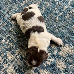 Boy 3 - Liver and white male Springerdoodle puppy in Reddick, Florida from Cooper’s Mini Doodles