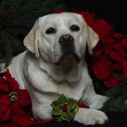 Labrador Retriever All Grown Up from MayCroft Labradors