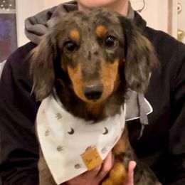 Asher - Dachshund