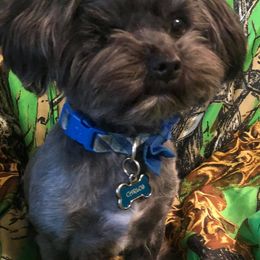 Shih Tzus from Kristin’s Cuddly Canines