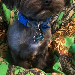 Shih Tzus from Kristin’s Cuddly Canines