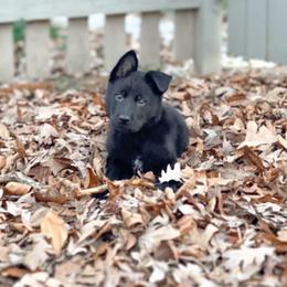 German Shepherd Puppies from North Mountain Kennels