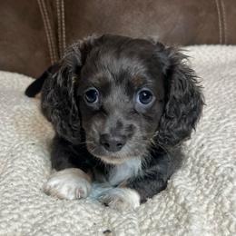 Girl 1 - Blue and tan female Dachshund puppy in Greasy, Oklahoma from 4E Dachshunds