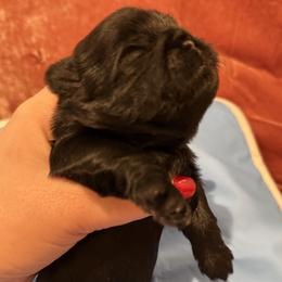 Dior Fabulous of the Empress - Black male Shih Tzu puppy in Ellicott City, Maryland from Dr. Dmitriy Kurenbin PURE SHIH TZU Puppies