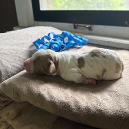 Cosmo - Orange and white male Brittany puppy in Downers Grove, Illinois from Attitude Brittanys