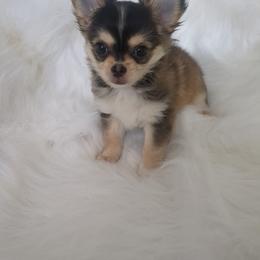 Thor the 5th - Black and white male Chihuahua puppy in Palm Coast, Florida from Pampered Chihuahuas
