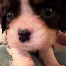 Tri boy no 2 - Tri-color male Cavalier King Charles Spaniel puppy in Melbourne, Florida from Majestic Cavaliers of Melbourne FL